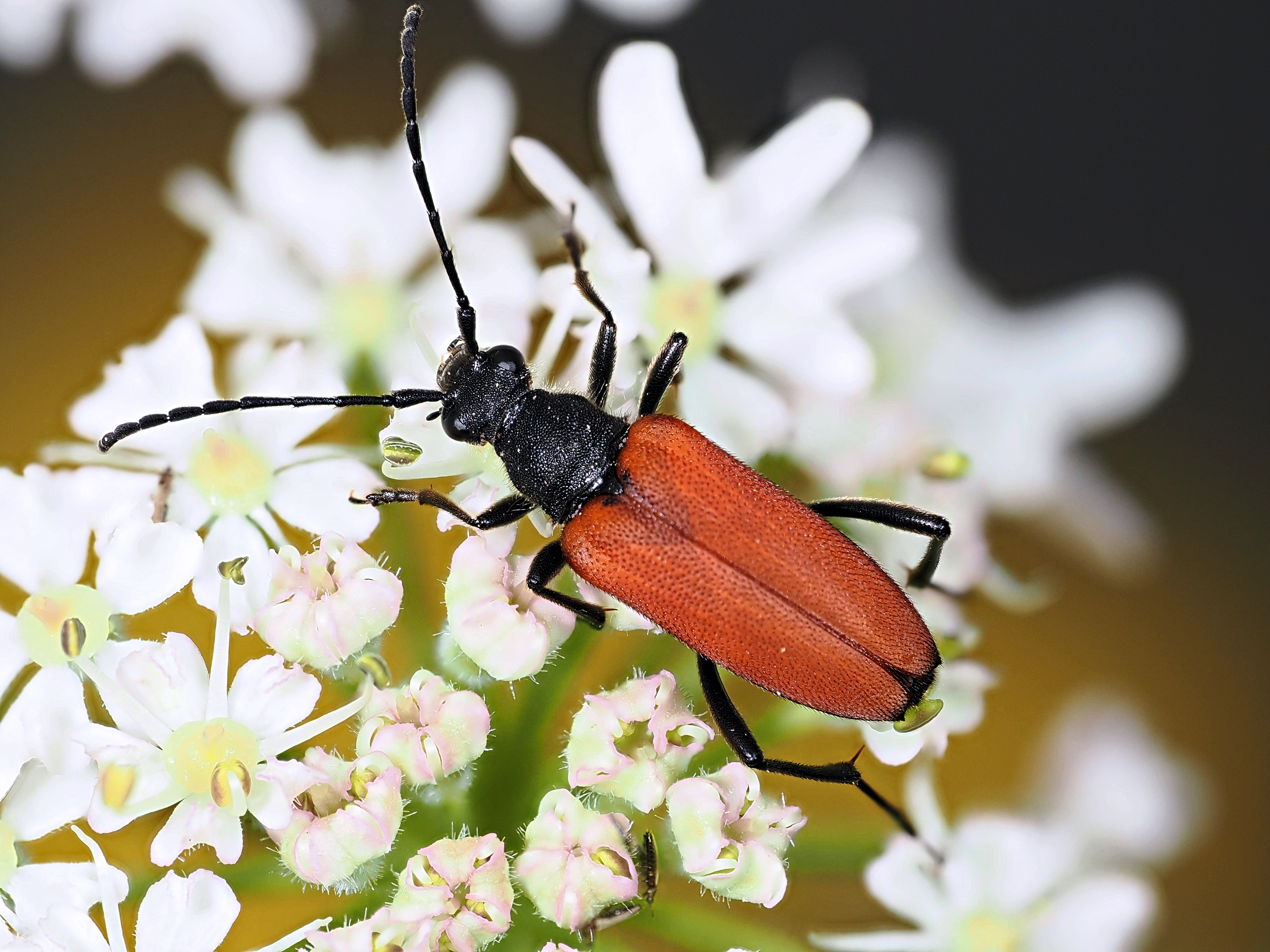 Blood red longhorn beetle IMAGE RZSS 2024